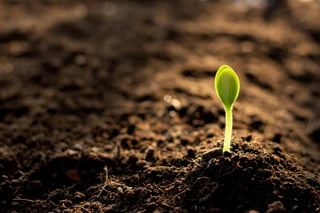 Not-for-Profit - Plant Seedling Sprouting